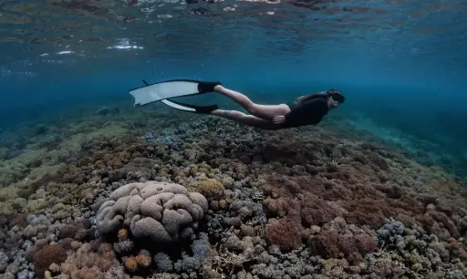 [SNKL] Day Trip Guided Snorkeling Tours